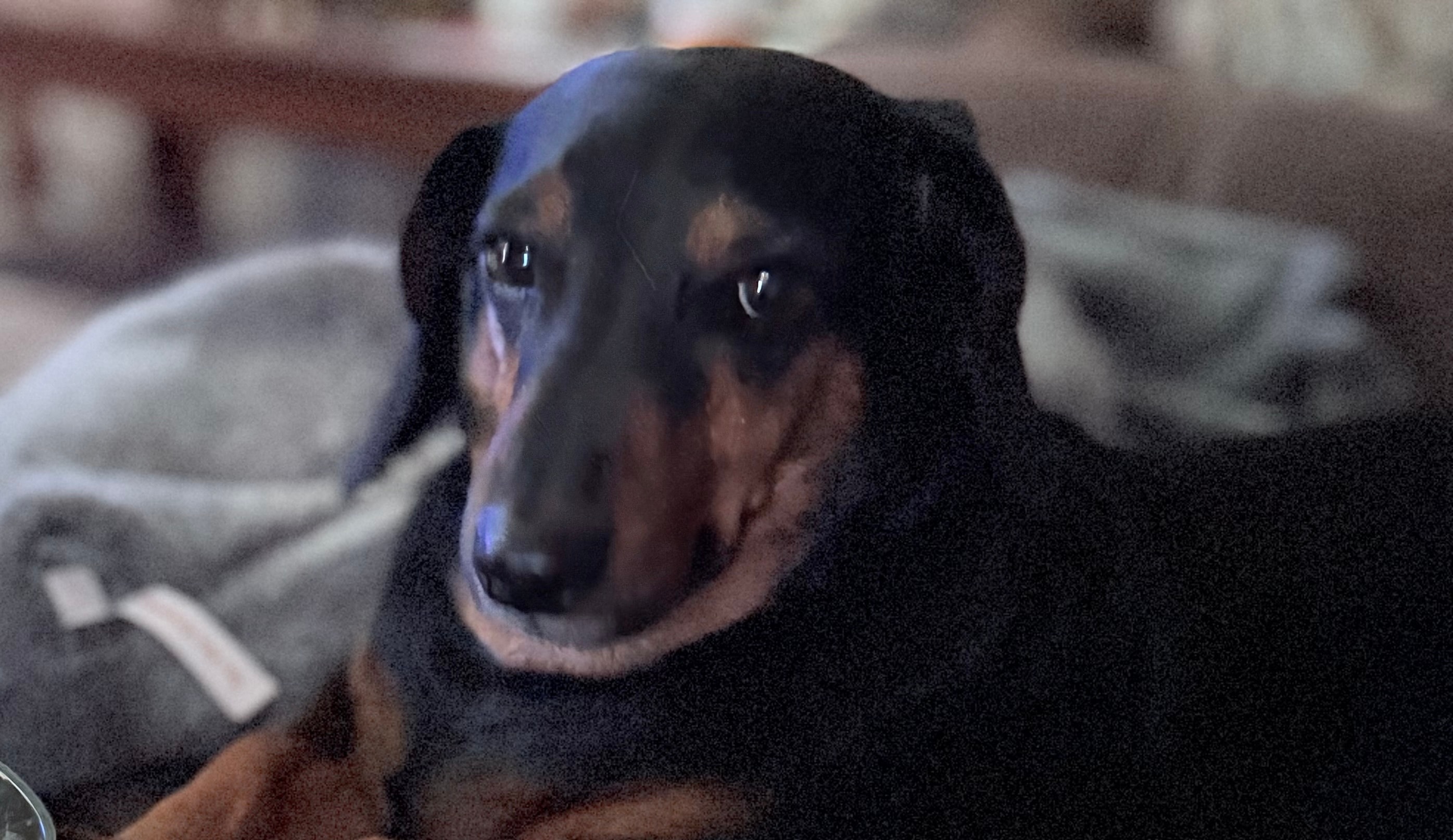 Zeus, the dachshund who inspired Petals & Paws Boutique